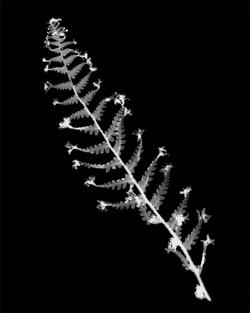 Black and white shadow gram of a fern